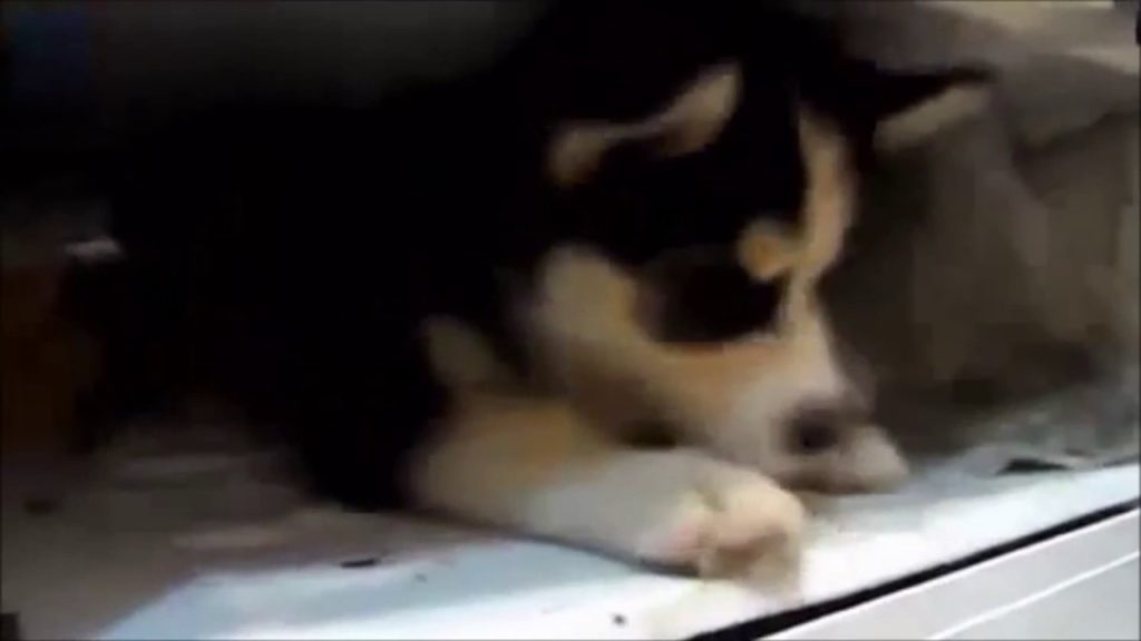 Husky puppy refuse to get out of the refrigerator