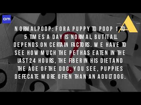 how many times a day does a puppy how many times a day does a puppy puppies how many times a day does a puppy how many times a day does a puppy puppies