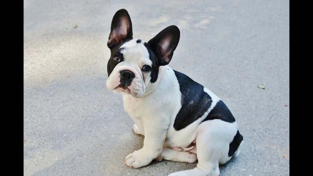 ***How to Potty Train a Puppy**FREE Mini Course-Click Here***