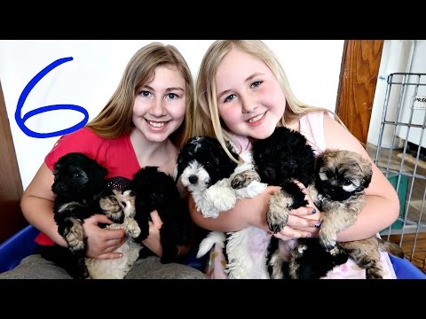6 PUPPIES!!!! Day 130 (05/11/17)