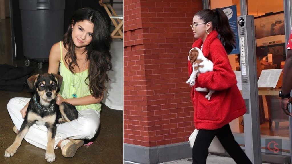 Selena Gomez & Justin Bieber Puppy “Baylor” and Selena Gomez & The Weekend Puppy “Charlie”