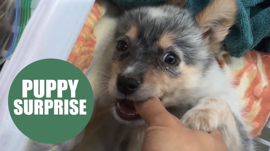 The world’s best boyfriend’ surprises his sobbing girlfriend with a PUPPY