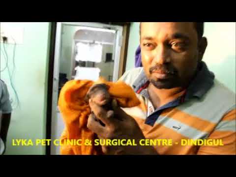 SECOND CAESAREAN SECTION 9 YEAR OLD DACHSHUND ONE LIVE PUPPY AT LYKA PET CLINIC & SURGICAL CENTRE