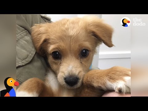 LIVE: Adoptable Puppies Makota & Moana Rescued From Hurricane Maria | The Dodo