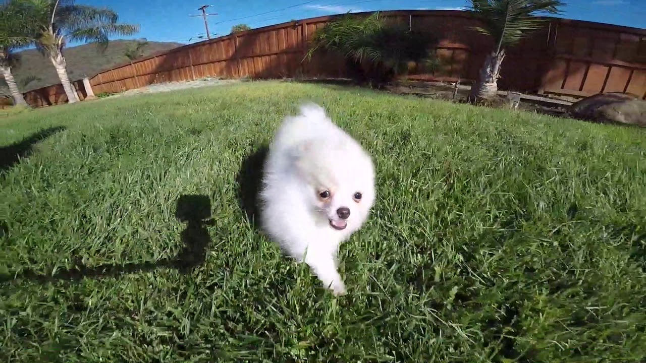 pomeranian breeders san diego pomeranian puppies for sale los angeles breeds picture pomeranian breeders san diego pomeranian puppies for sale los angeles breeds picture