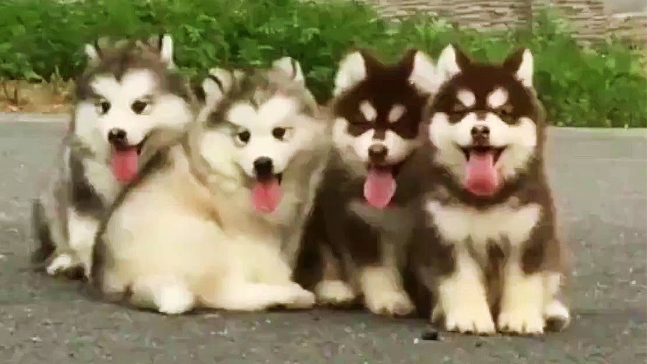 Fluffy Husky Puppies Cuteness Overload Cute Puppies Videos