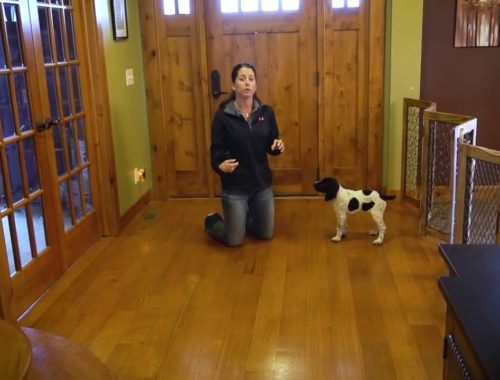 How To Charge A Clicker For Dog Training How To Charge A Clicker For Dog Training