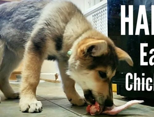 What Happens If My Dog Eats Raw Chicken What Happens If My Dog Eats Raw Chicken