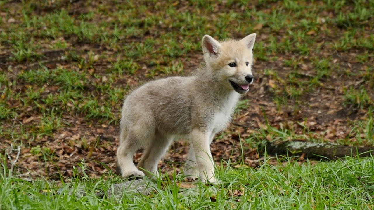 Arctic Wolf Puppies Go Exploring For The First Time - Cute Puppies Videos Cute Baby Arctic Wolf