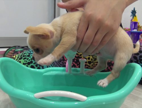 Как купать щенка 3 месяца. Щенки лабрадора мытье. Со скольки месяцев купают щенков. Хаски купаться в ванной. К чему снится купать собаку.