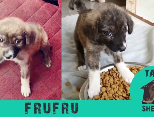 How can someone abandon such a cute puppy? - Frufru - Takis Shelter