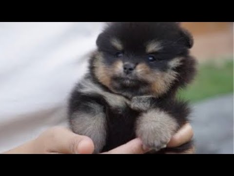 Black and Tan Cute Puppy Pomeranian
