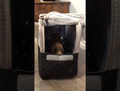 Cute puppy chihuahua who love to travel and jump into the handbag