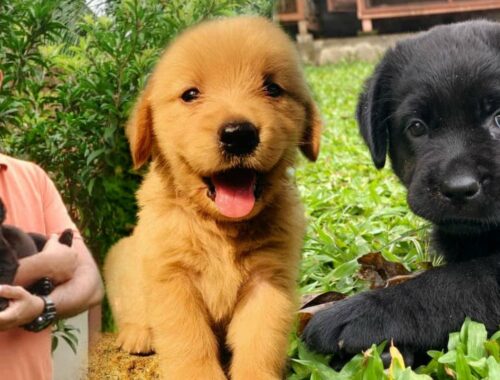 Cute Dog's & Puppies | Golden Retriever |  Dachshund | Labrador | Puppy | Dog | Adorable Puppies