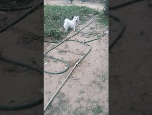 cute puppy playing in field | indian pomeranian Spitz puppy playing in field