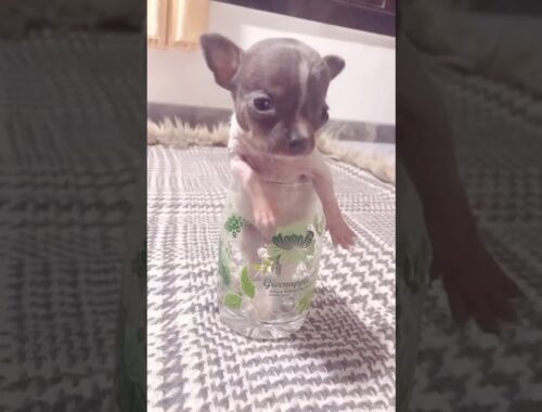 Worlds Smallest Dog | Cute Puppy Video #Shorts