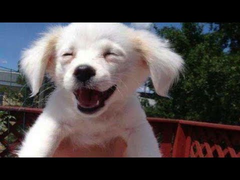 cute puppy smile status #whatsapp#smile#dog