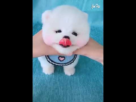Cute Puppy Dogs Compilation - Funny Puppy Videos - Cool Dogs and Puppies