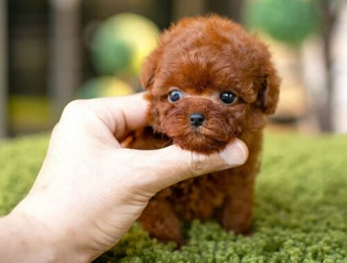 10 Dog Breeds That Have The Cutest Puppies