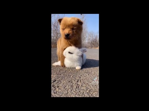cute puppy falling sleeping into friend animals video tiktok