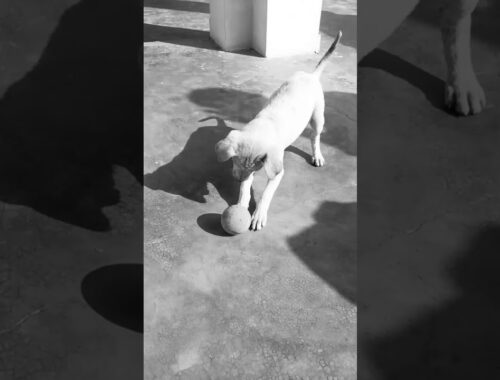cute puppy playing with ball | b&w
