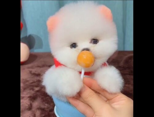 Cute Puppy January 7 2021