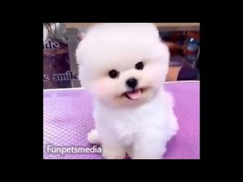 Cute Puppy - Baby Puppies Videos - Perritos Bebes Lindos