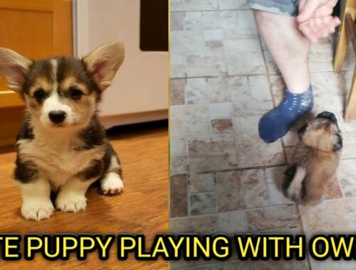 cute puppy doing cute things | cute puppy doing funny things | puppy playing with owner | #Shorts