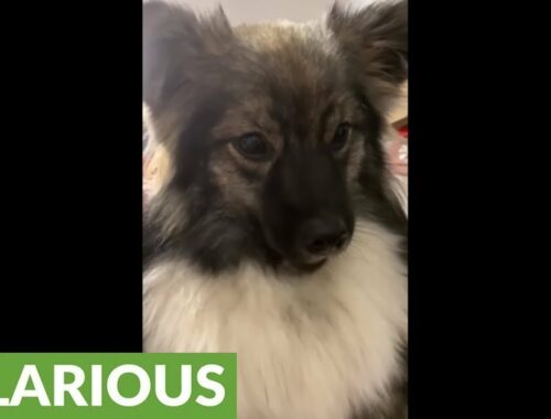 Cute puppy hilariously imitates police sirens
