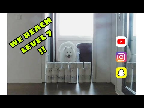 How to entertain your dog at home! Cute Puppy Dog/Toilet Paper Wall Challenge