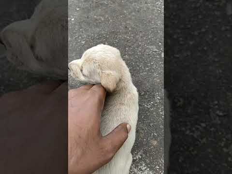 cute puppy | street dog | alone | life