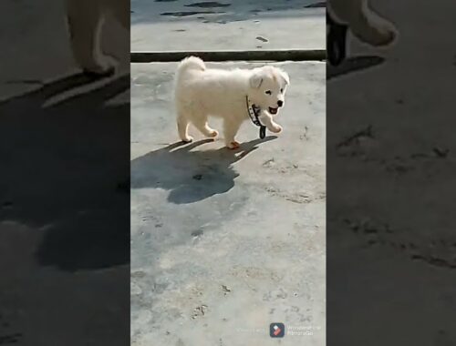 Funny puppy and cute puppy videos