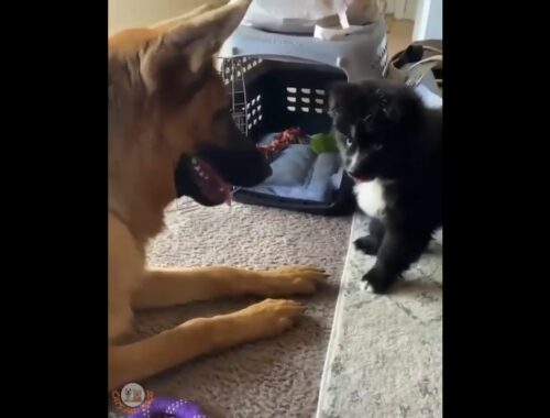 Cute Puppy Lifts Paw At Dog :)
