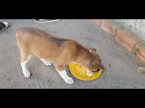 Give the food to the cute puppy small dog