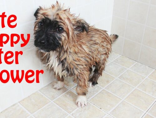 Cute puppy dog Luke after shower, he likes running after that to dry and gets warm. It's so cute#dog