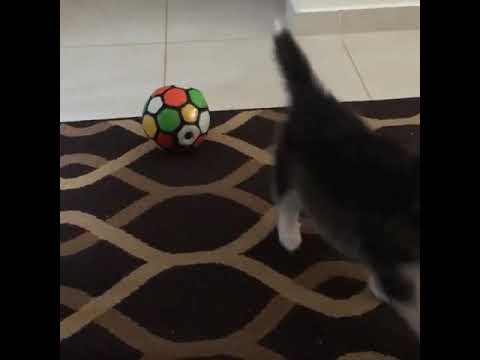 Cute puppy playing with ball - Little Puppies funny video - Dogs video