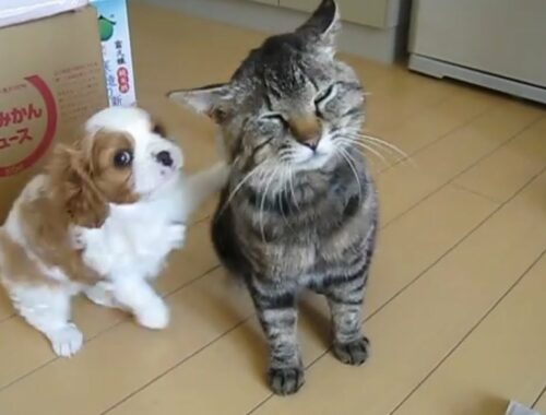 Tik Tok Funny Cute Puppy & Cats Friendship