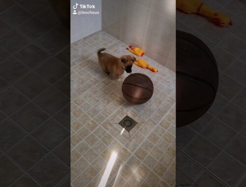 Cute puppy dog playing a basketball. Live at 8:00-10:00(EST) every day, Set an alarm to watch#shorts