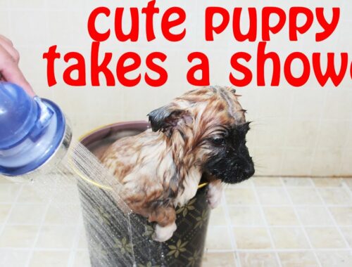 Cute puppy dog Luke takes a shower, it is so cute! Very funny in the end #puppy#funnydog#dogshower