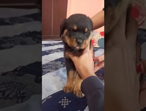 Cute Puppy Sale Contact Now -  9953516062 | #Dog #sale #puppy #cute #Rottweiler
