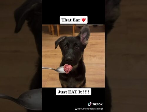Just Eat It !!!! Cute Puppy