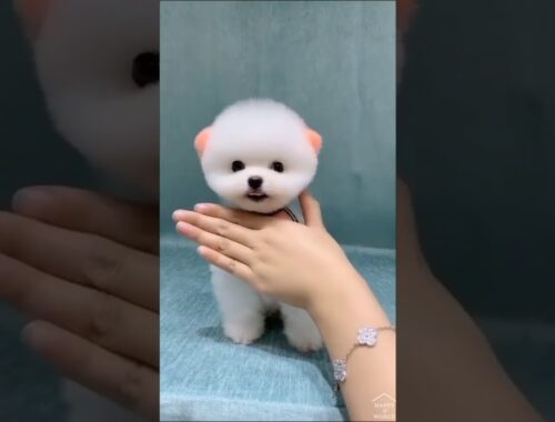 The Girl Loves Taking Photo Cute Puppy #Youtubeshortvideo
