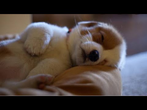 Cute puppy sleeping