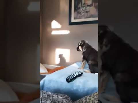 Very cute puppy thinks her shadow is another little dog on the wall. #cute #animals #love #funny