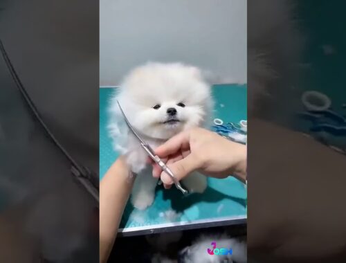 see this cute puppy
