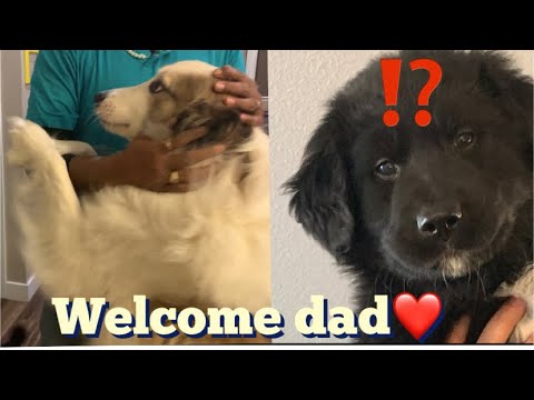 My dog and cute puppy welcoming dad||shorts||