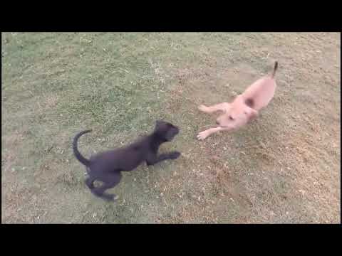 Cute Puppy Dogs Playing In a Ground