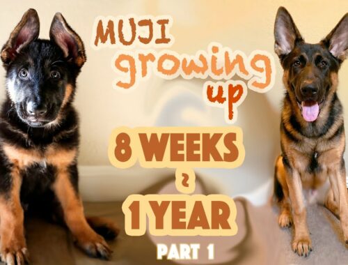 German Shepherd Puppy Growing Up ! Watch cute puppy growing | 8 weeks to 1 year (part 1)
