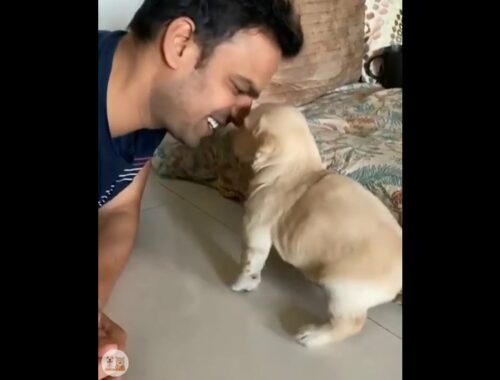 Cute Puppy Tries To Kiss Owner :)