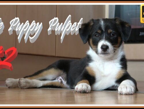 Cute Puppy Pulpet #2
